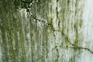 a close-up of mold and algae developing in a wall’s crack